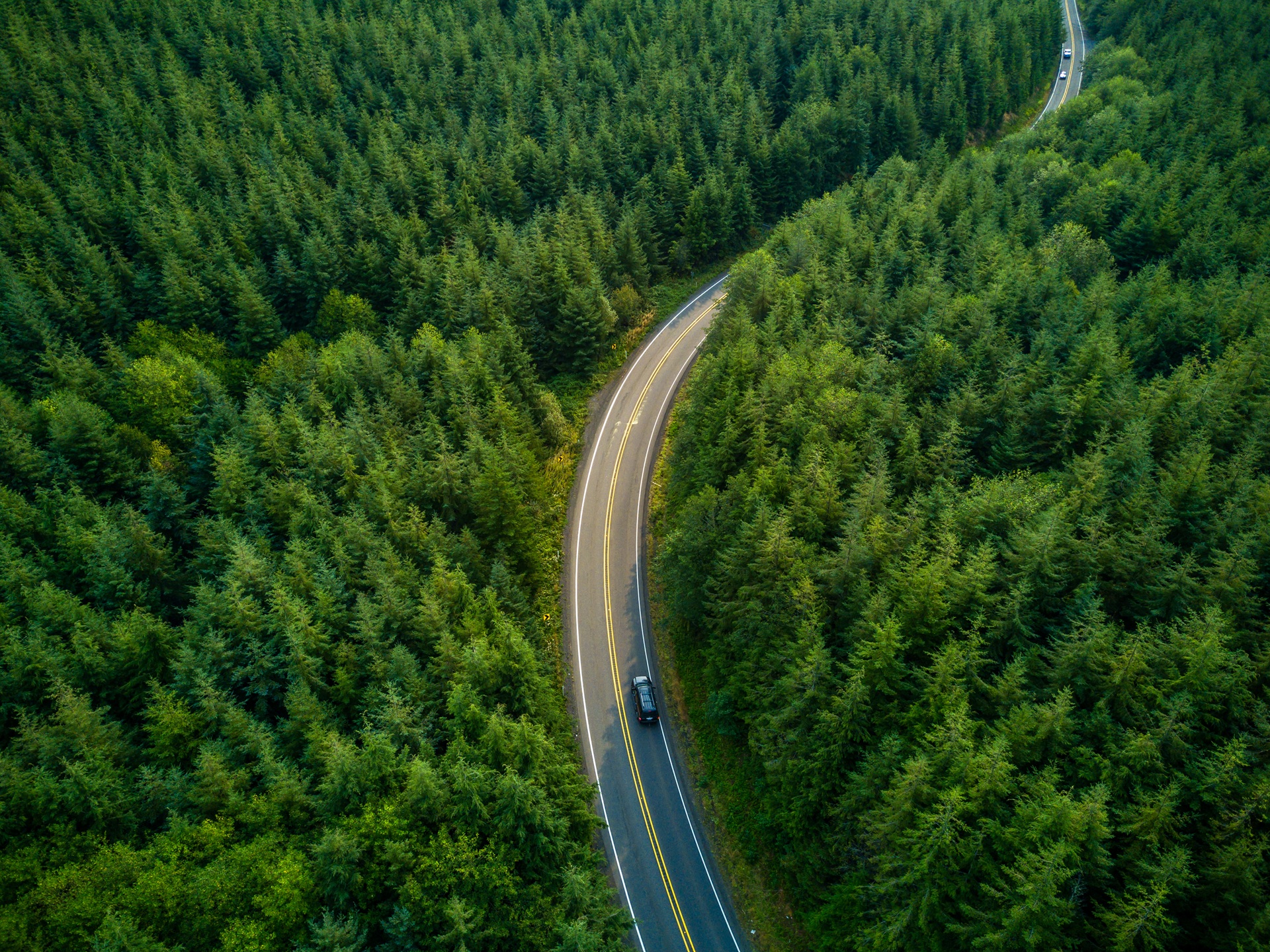 Driving Through Forest - Aerial View content-image